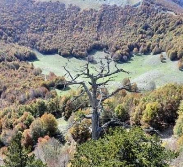 قدیمی ترین درخت اروپا.سایت نوجوان ها (2)